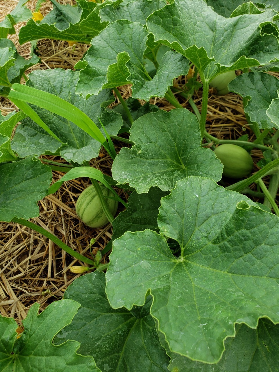 味を感じる野菜