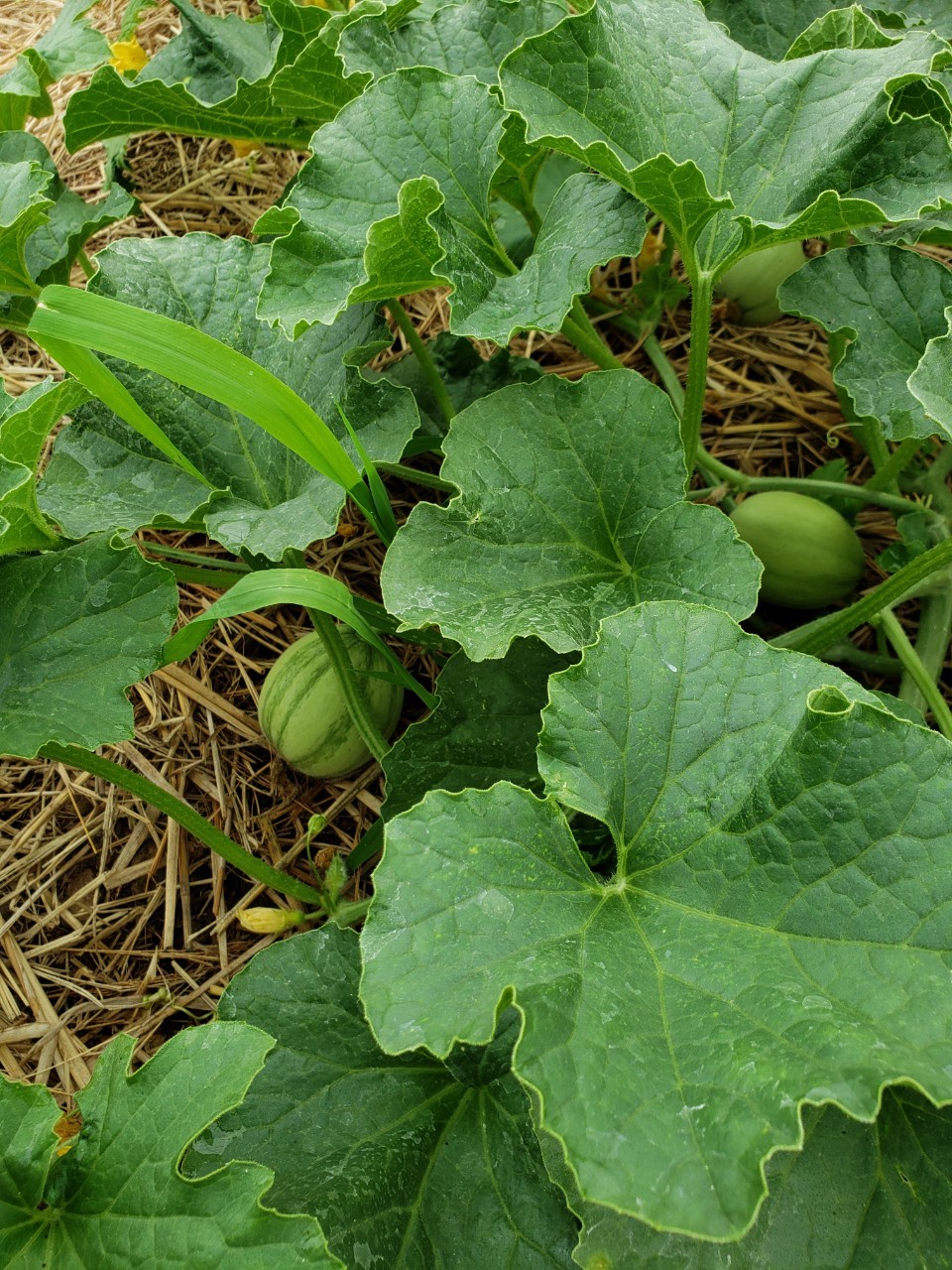 味を感じる野菜